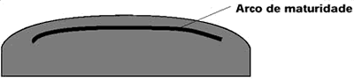 Arco de maturidade