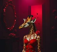 Foto de Girolina Rós