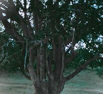 Foto de Romero Coelho