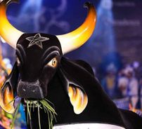 Foto de Boi Caprichoso