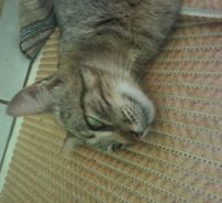 Foto de Mithisy Tiby