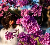 Foto de Ju e Os Ipês