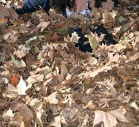 Foto de Sarah Solovay