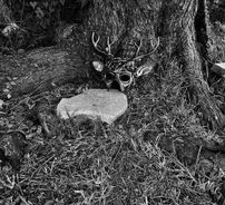 Foto de deer death