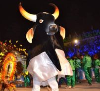 Foto de Boi Malhadinho