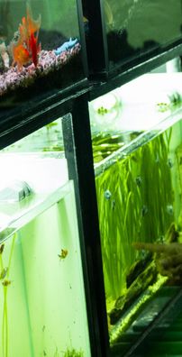 Foto de Los Lémunders