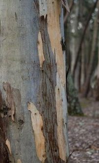 Foto de Lisandro Aristimuño