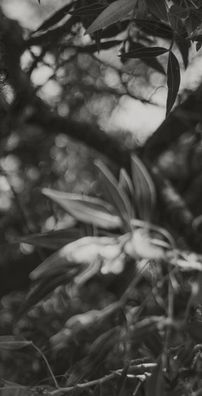 Foto de Rodrigo Carazo