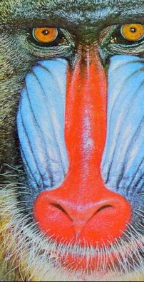 Foto de Saculejo e seus teclados