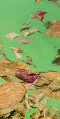 Foto de Ricardo Ayade