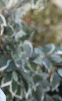 Foto de Federica Carta