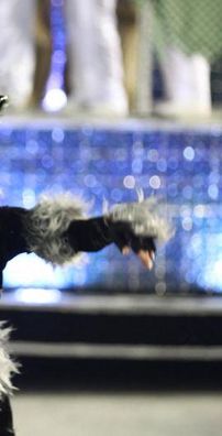 Foto de Acadêmicos da Rocinha