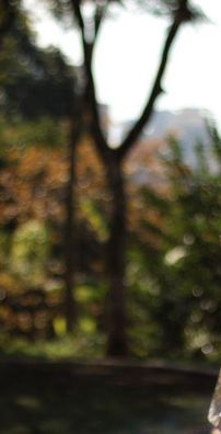 Foto de Pé de Mulambo