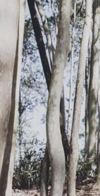 Foto de Raphael Silveira Compositor