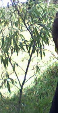 Foto de Reiter in Fobos