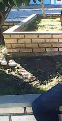 Foto de Os Ferinhas do Funk