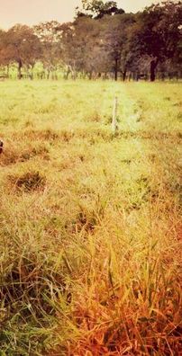 Foto de Thiago Figueredo