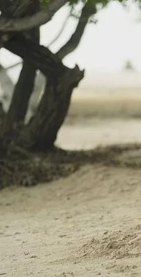 Foto de Siempre Fui Yo (Disney)