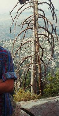 Foto de Crane Like The Bird