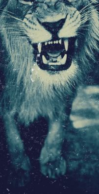 Foto de Leões da Arca