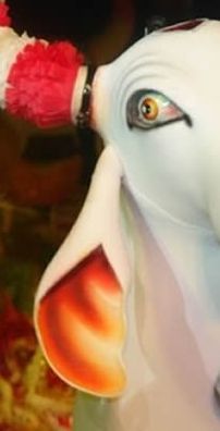 Foto de Boi Garantido