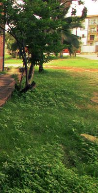 Foto de Os Intrusivos