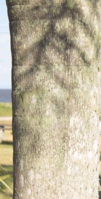 Foto de Felipoe Assumpção Gertum