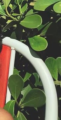 Foto de Izamara Ramalho (Zaya)