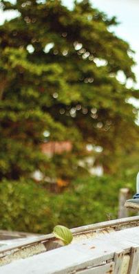 Foto de Conspiração Reptiliana