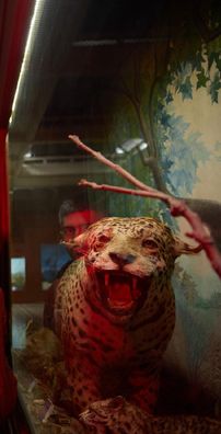 Foto de Bestia Bebé