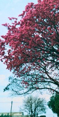 Foto de Tiago Fetalian