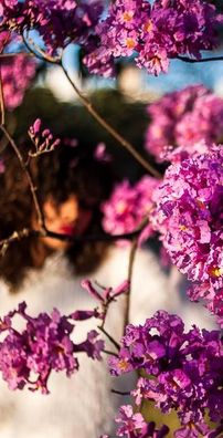 Foto de Ju e Os Ipês