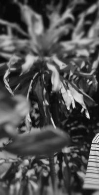 Foto de Rothyer Fernandes