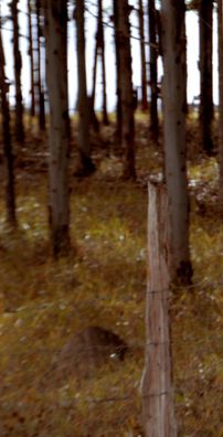 Foto de Marina Noélia