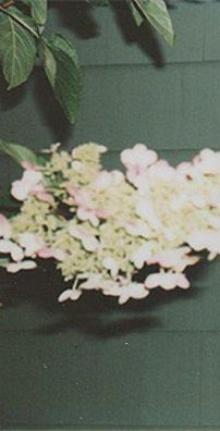 Foto de Rozz Dyliams