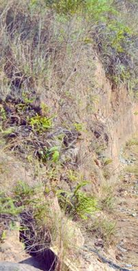 Foto de Euber Medrado