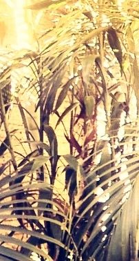 Foto de Victor Gomes