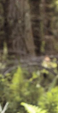 Foto de Julie Fowlis