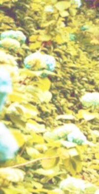 Foto de Daniella Lopes