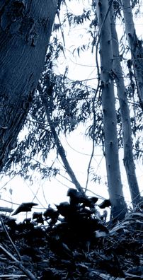 Foto de Dødsanklageren