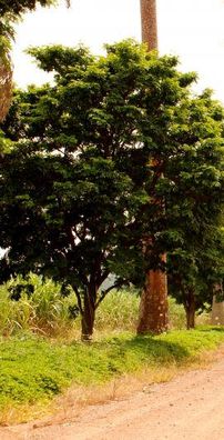 Foto de Pedro e Pedrinho