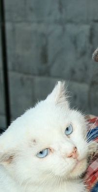 Foto de Cleopatra Stratan