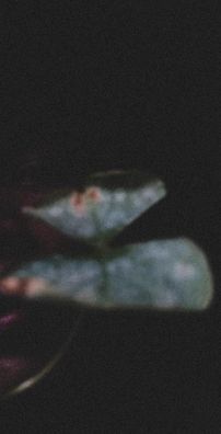 Foto de Wilson de Barros