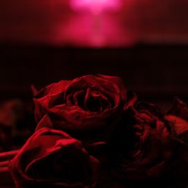 Without Your Love - 2020 • Sencillo/EP