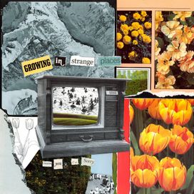 Growing In Strange Places - 2023 • Álbum