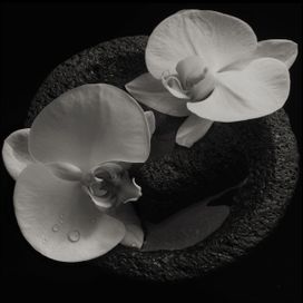 Corpse Flower - Mike Patton