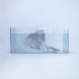 Jellyfish (해파리) - 2025 • Sencillo/EP