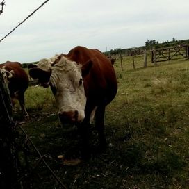 Vaca Hereford - Cacu
