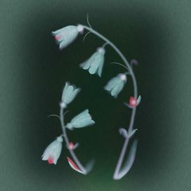 25 - Yumi Nu