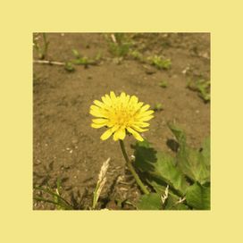 Dandelion - 2017 • Sencillo/EP